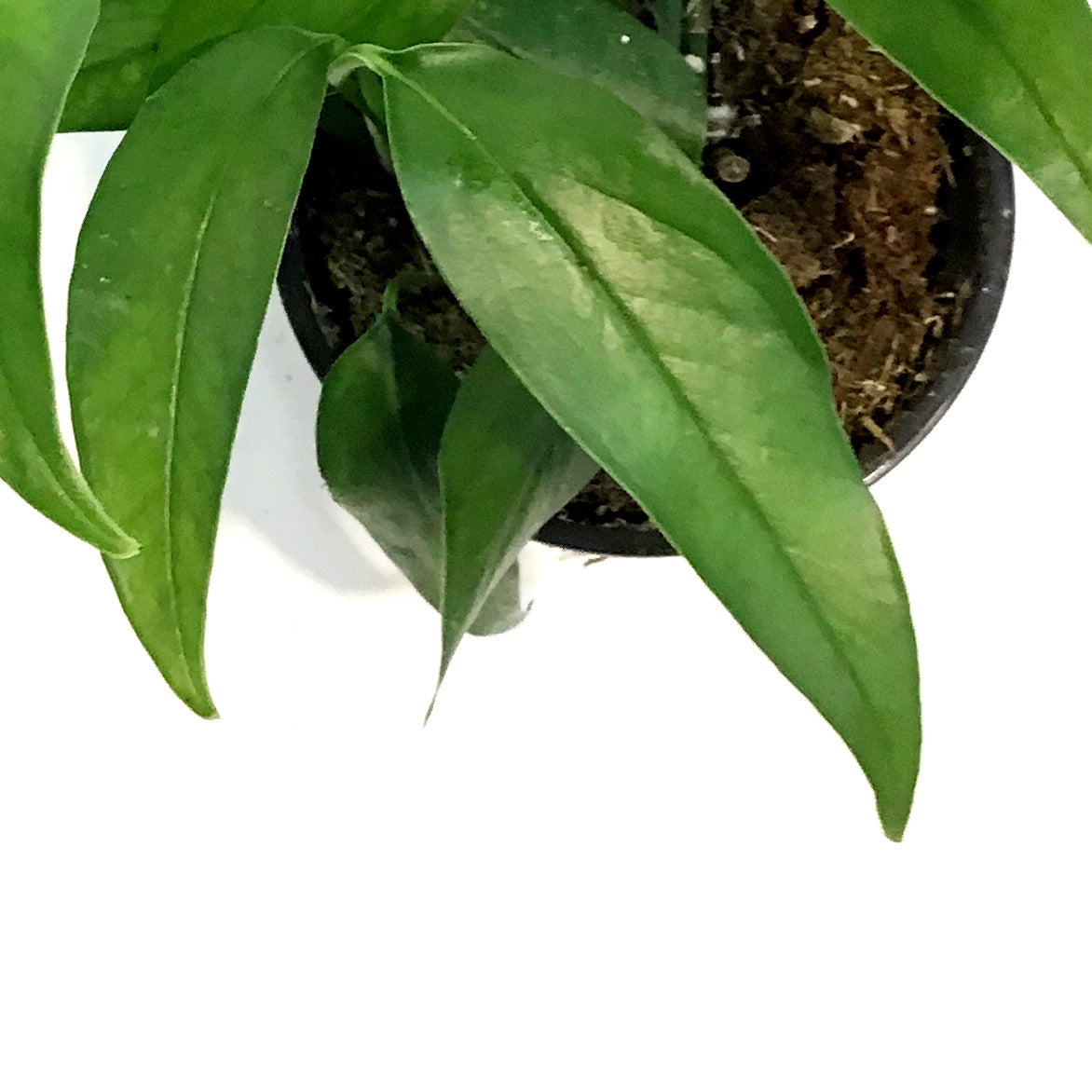 Pothos, 4in, Baltic Blue