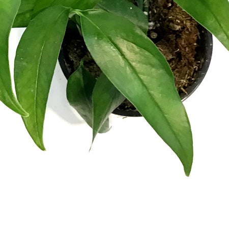 Pothos, 4in, Baltic Blue
