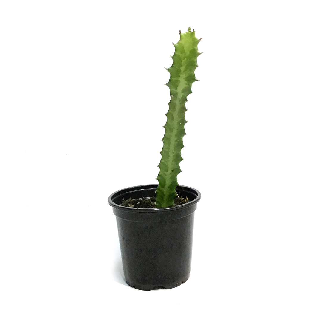 Cactus, 4in, Euphorbia Lactea Red tip