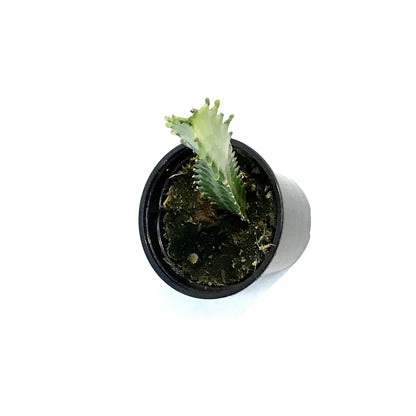 Cactus, 4in, Euphorbia Lactea Red tip