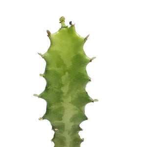 Cactus, 4in, Euphorbia Lactea Red tip