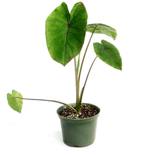 Load image into Gallery viewer, Colocasia, 6in, Cleopatra Kiss
