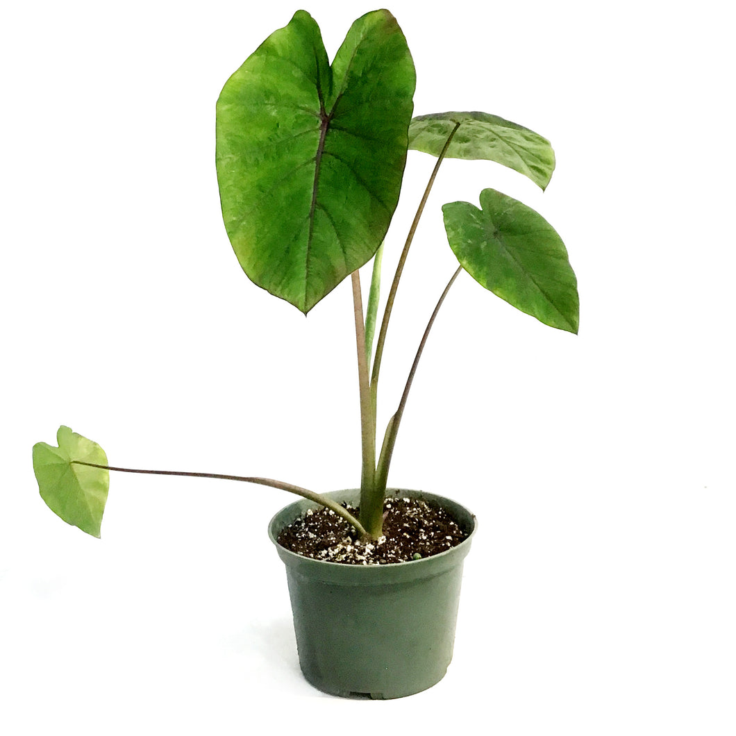 Colocasia, 6in, Cleopatra Kiss