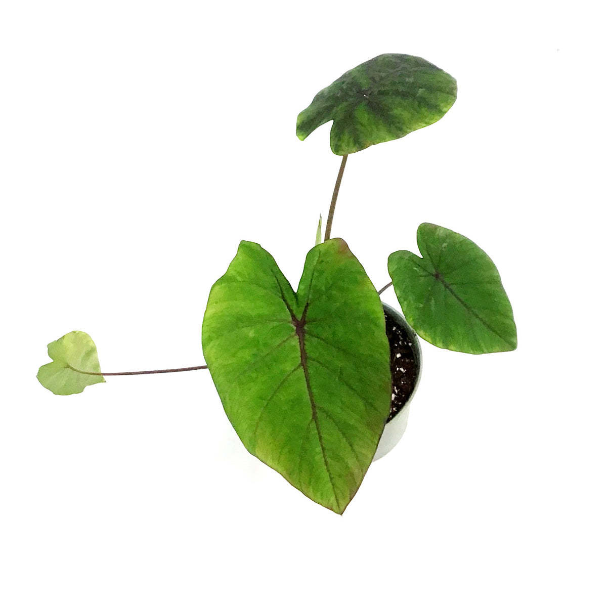 Colocasia, 6in, Cleopatra Kiss