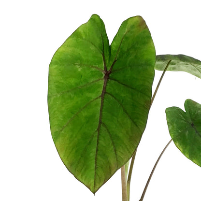 Colocasia, 6in, Cleopatra Kiss