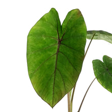 Load image into Gallery viewer, Colocasia, 6in, Cleopatra Kiss
