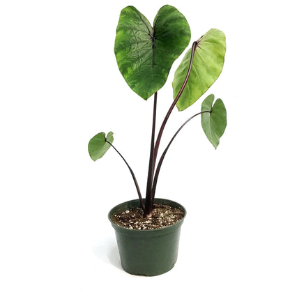 Colocasia, 6in, Pharaohs Mask