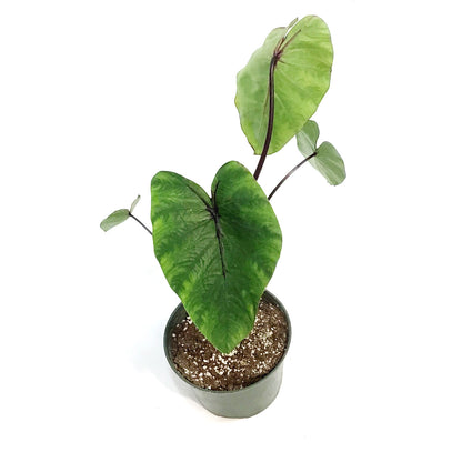Colocasia, 6in, Pharaohs Mask