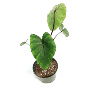 Colocasia, 6in, Pharaohs Mask