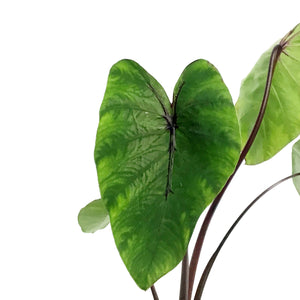 Colocasia, 6in, Pharaohs Mask
