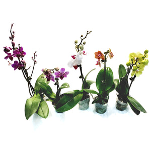 Orchid, 3.5in,Waterfall