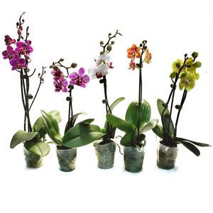 Orchid, 3.5in,Waterfall