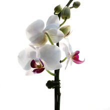 Load image into Gallery viewer, Orchid, 3.5in,Waterfall
