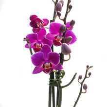 Load image into Gallery viewer, Orchid, 3.5in,Waterfall
