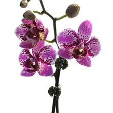 Load image into Gallery viewer, Orchid, 3.5in,Waterfall

