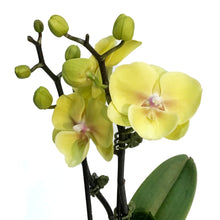 Load image into Gallery viewer, Orchid, 3.5in,Waterfall
