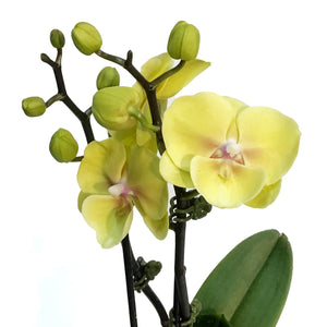 Orchid, 3.5in,Waterfall