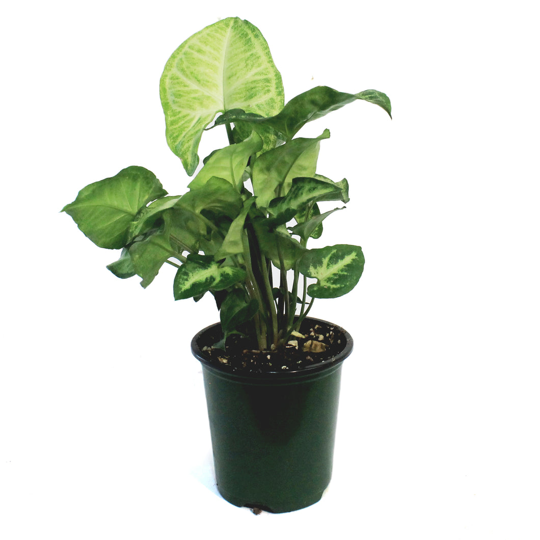 Nephthytis, 3.5in, White Butterfly