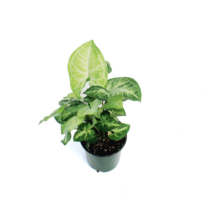 Nephthytis, 3.5in, White Butterfly