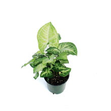 Load image into Gallery viewer, Nephthytis, 3.5in, White Butterfly
