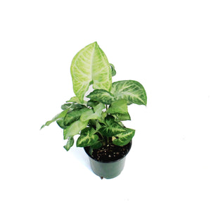 Nephthytis, 3.5in, White Butterfly