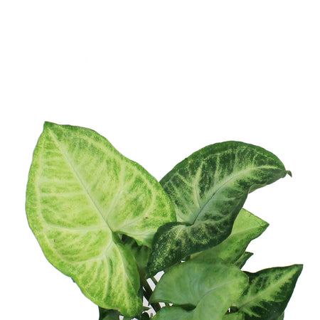 Nephthytis, 3.5in, White Butterfly