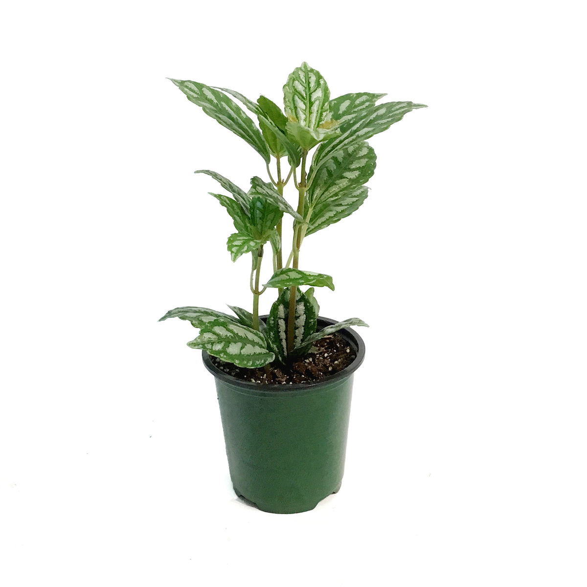 Pilea, 3.5in, Cadierei Aluminum Plant