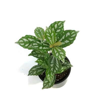Pilea, 3.5in, Cadierei Aluminum Plant