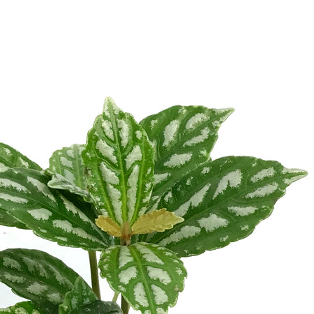 Pilea, 3.5in, Cadierei Aluminum Plant