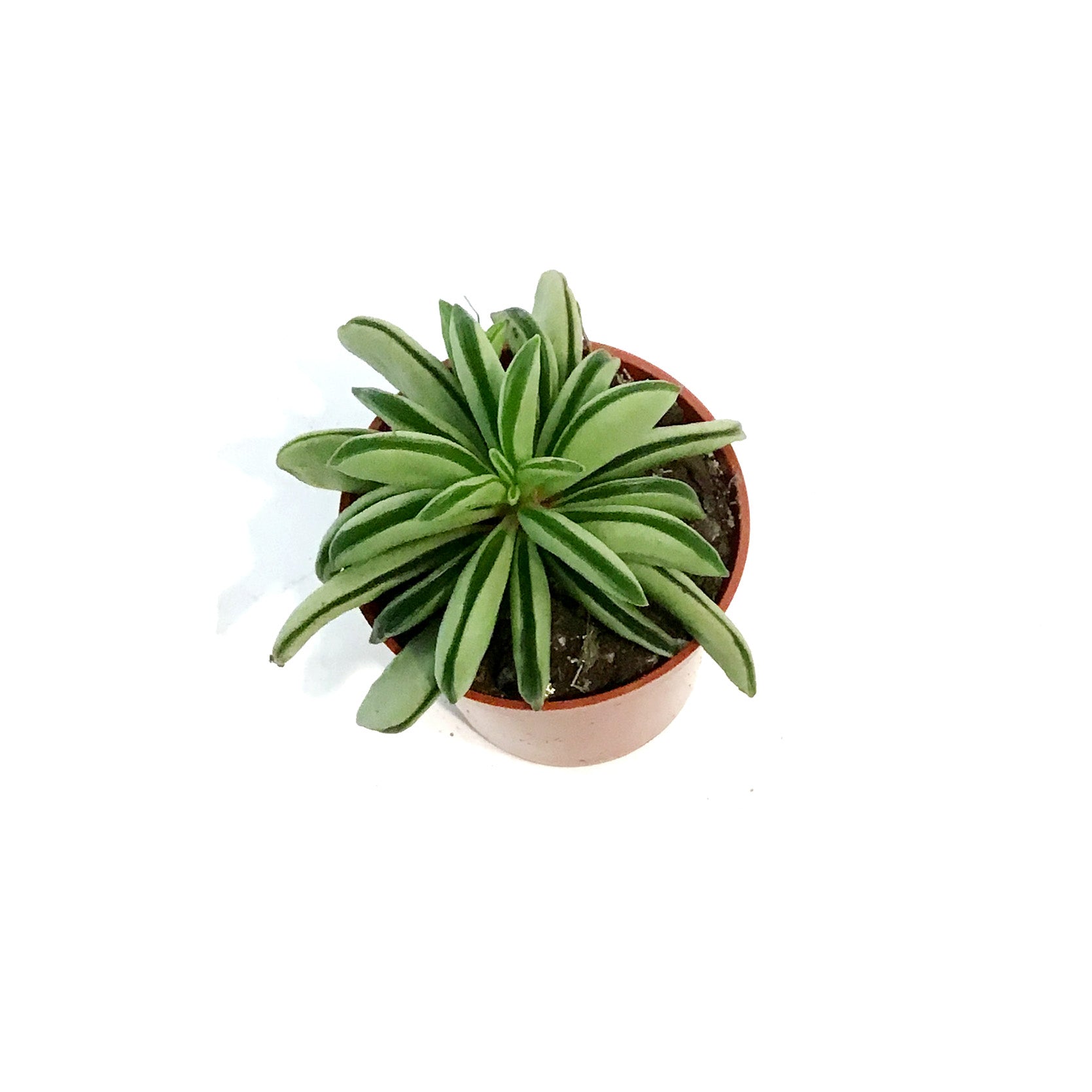taco leaf succulent Peperomia, 2.5in, Taco Leaf – Floral Acres Greenhouse & Garden Centre