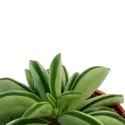 Peperomia, 2.5in, Taco Leaf