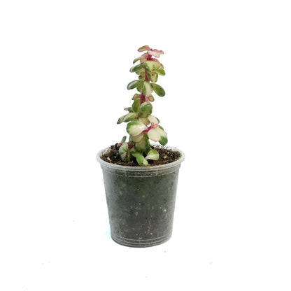 Portulacaria, 2.25In