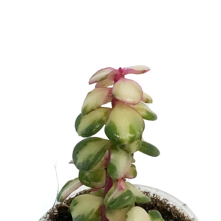 Portulacaria, 2.25In