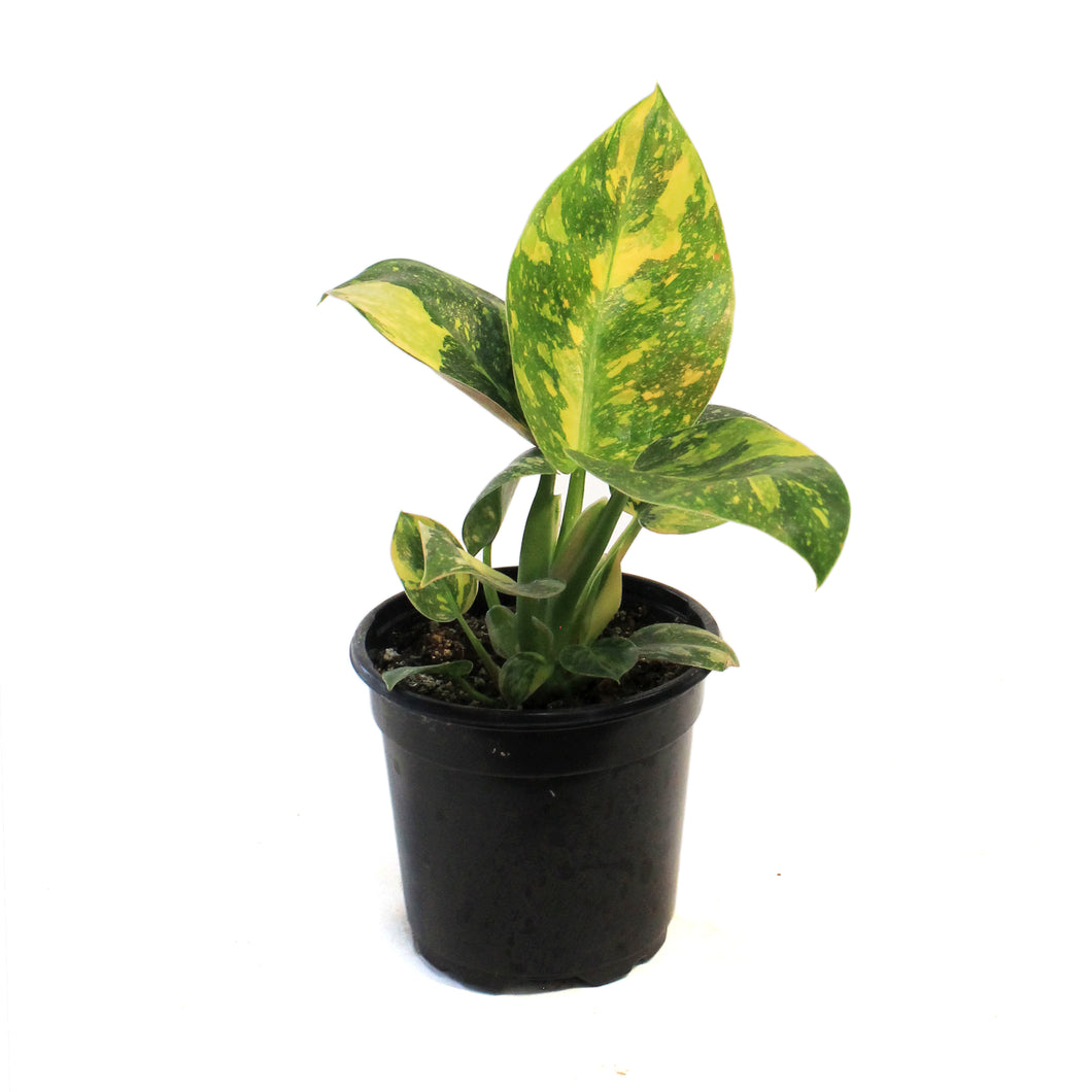 Philodendron, 4in, Green Congo Nuclear