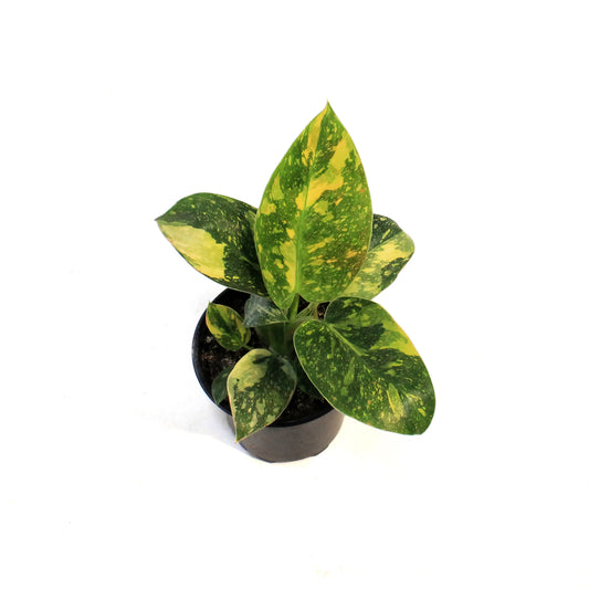 Philodendron, 4in, Green Congo Nuclear