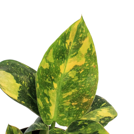 Philodendron, 4in, Green Congo Nuclear
