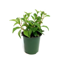 Load image into Gallery viewer, Peperomia, 4in, Pixie Variegated
