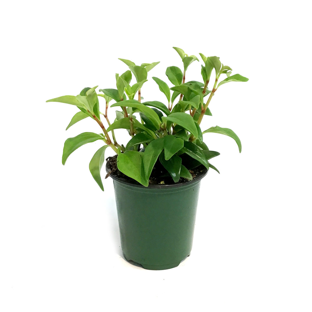 Peperomia, 4in, Pixie Variegated