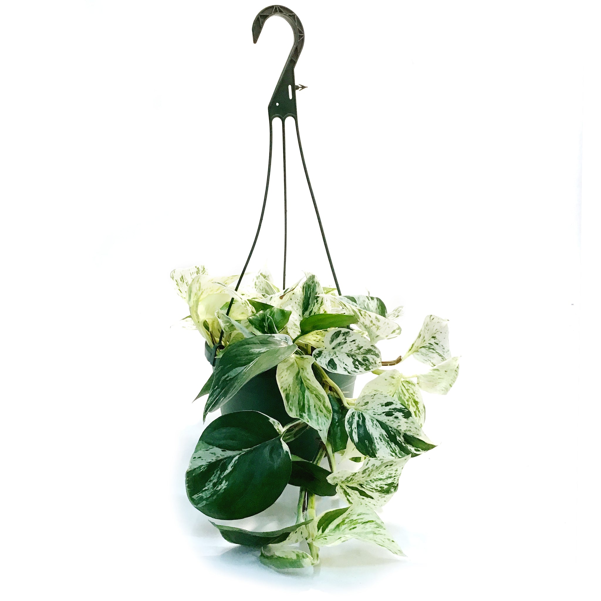 snow queen pothos hanging Pothos, 8in, Snow Queen, Hanging Basket – Floral Acres Greenhouse & Garden Centre