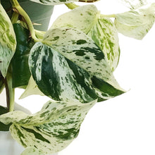 Load image into Gallery viewer, Pothos, 8in, Snow Queen, Hanging Basket
