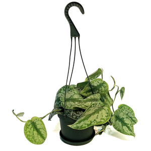 Philodendron, 6in HB, Exotica