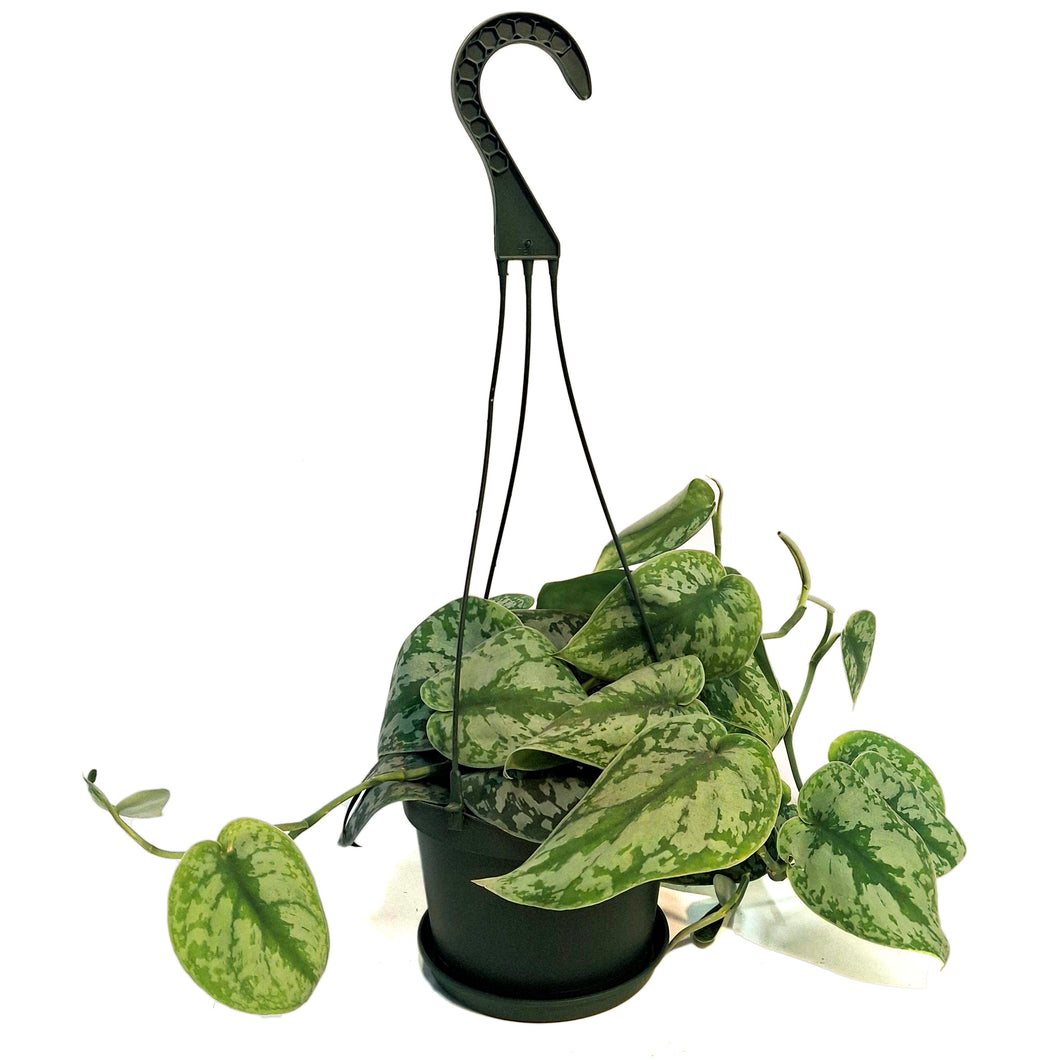 Philodendron, 6in HB, Exotica