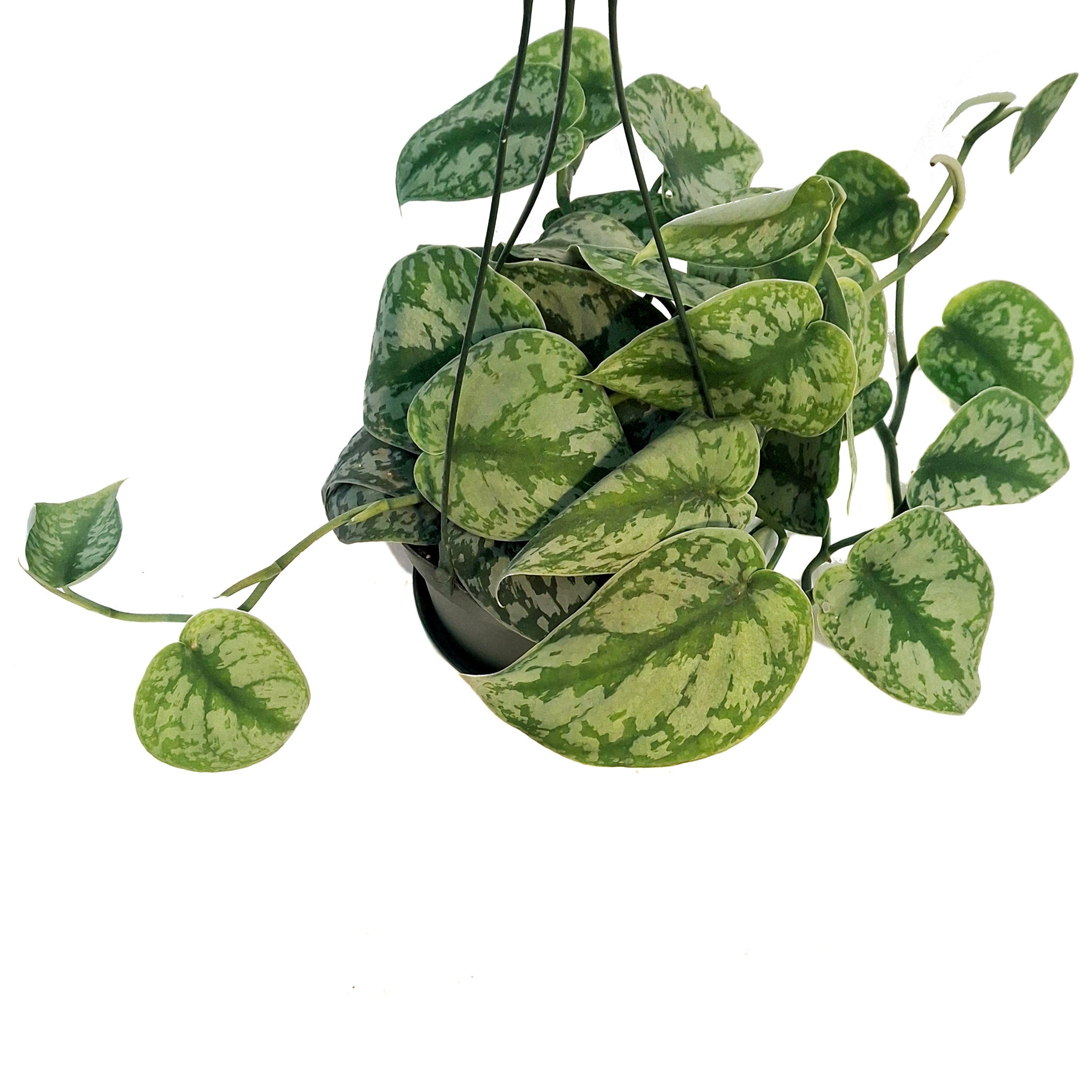 philodendron exotica Philodendron, 6in HB, Exotica – Floral Acres Greenhouse & Garden Centre
