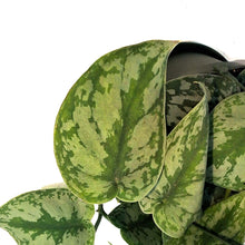 Load image into Gallery viewer, Philodendron, 6in HB, Exotica
