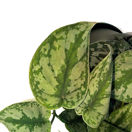 Philodendron, 6in HB, Exotica