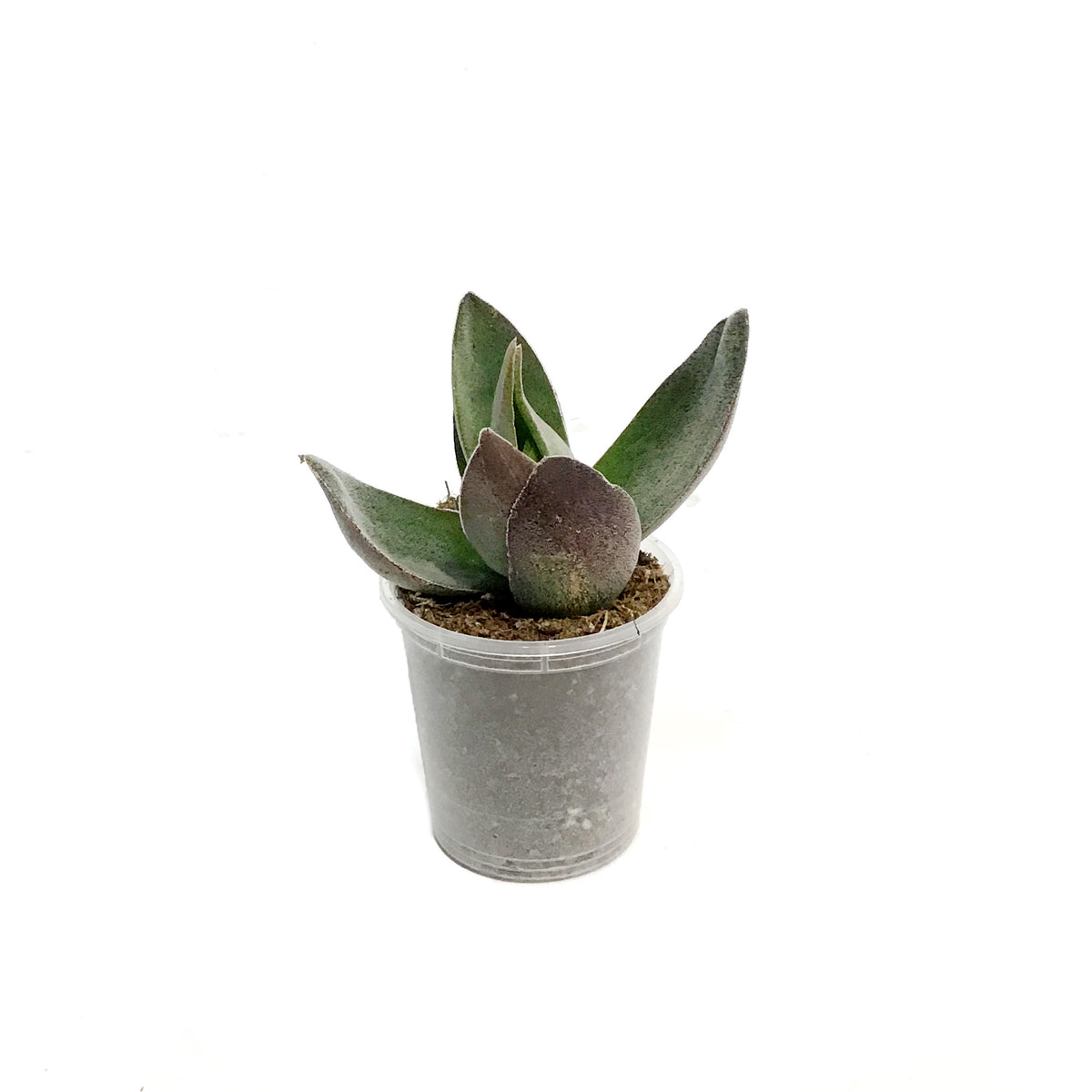 Succulent, 2.25in, Crassula