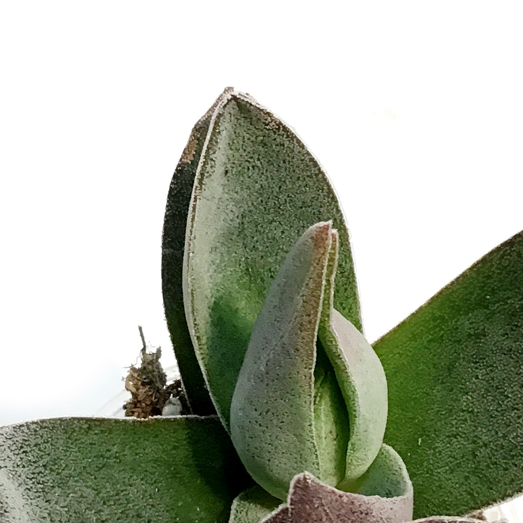 Succulent, 2.25in, Crassula