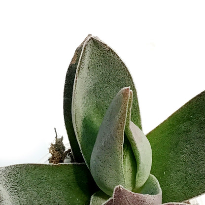 Succulent, 2.25in, Crassula