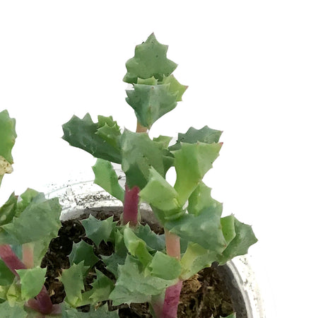 Succulent, 2.25in, Oscularia