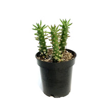Load image into Gallery viewer, Cactus,3.5in, Opuntia Subulata &quot;eve&#39;s needle&quot;
